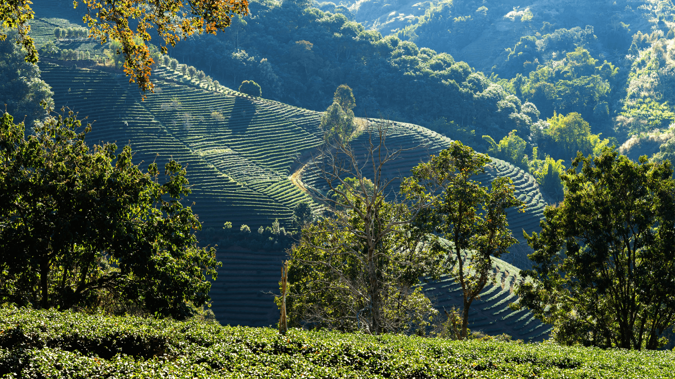 Munnar, Kerala